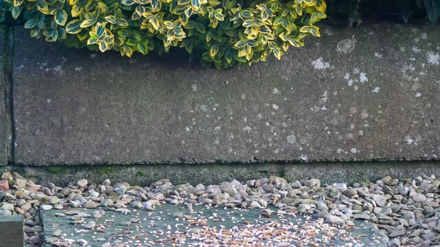 a wood mouse (long tailed field, Apodemus sylvaticus) feeding in a garden patio area