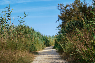 Sandy path through the reeds
