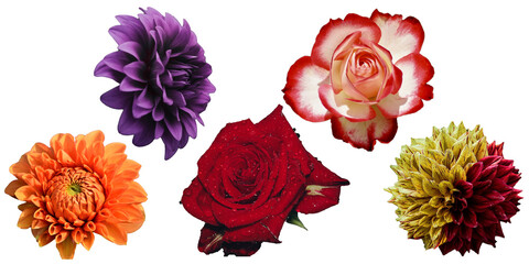 A photo of flowers can convey a multitude of meanings and emotions, making it a versatile visual tool. Flowers, in their various colors and forms, are often associated with beauty, growth, and nature.