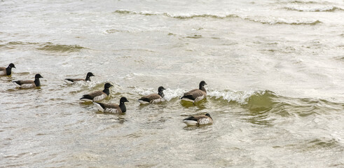 geese
 in the water