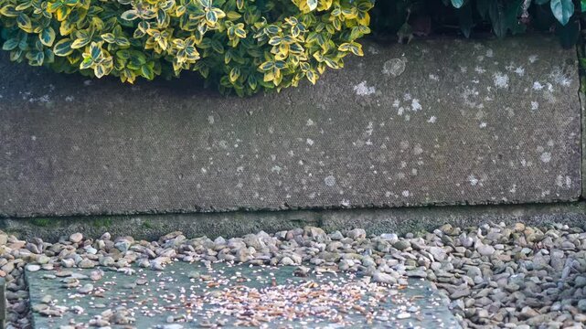 a wood mouse (long tailed field, Apodemus sylvaticus) feeding in a garden patio area