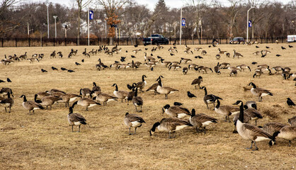 flock of Canadian
 geese