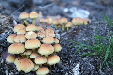 Close-up of mushrooms in the forest with portrait effect - Gros plan sur des champignons dans la forêt avec effet portrait