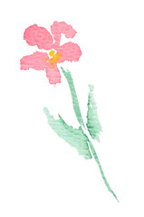 Watercolor painting of beautiful flower isolated on white, top view