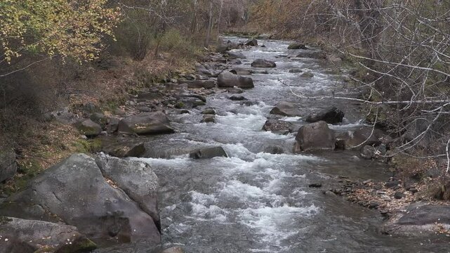 Seething water quickly flows over the stones. Mountain river in autumn forest. Altai