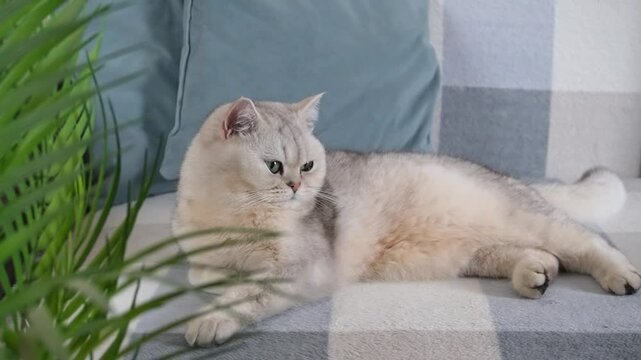 Calm cat lounging on cozy gray plaid sofa