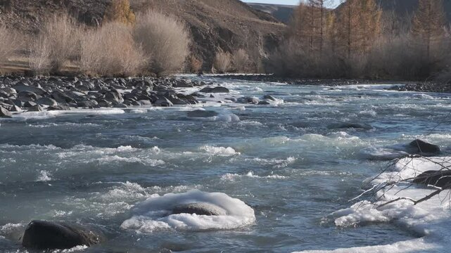Seething water quickly flows over the stones. Mountain river in autumn against the background of the forest. Altai