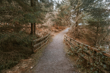 Wooden Bridge on a Forest Trail &ndash; Peaceful Woodland Walk