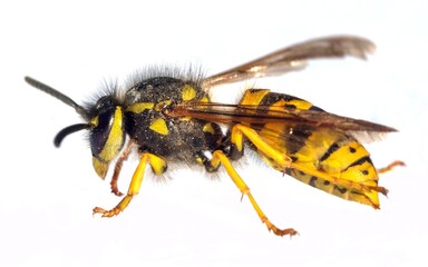 European common wasp German wasp Vespula Vulgaris