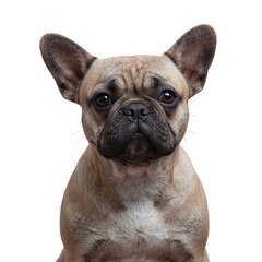 Fototapeta premium Adorable French bulldog with wrinkled face and expressive eyes