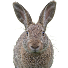 Fototapeta premium Curious rabbit with long ears soft brown fur and vibrant green meadow backdrop