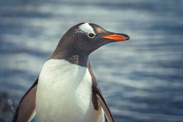 Gentoo penguin in Antarctica