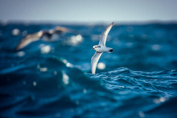 Slender-billed prion at Drake Passage