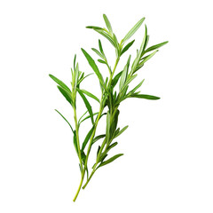 Fresh tarragon herbs displayed on a clean transparent background for culinary inspiration and recipes, Tarragon herbs on transparent background