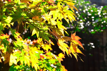 市島邸の紅葉（新潟県）