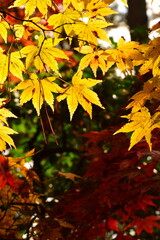 市島邸の紅葉（新潟県）