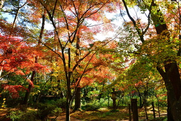 Fototapeta premium 市島邸の紅葉（新潟県）