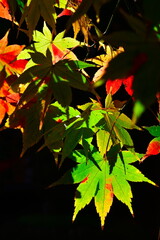 市島邸の紅葉（新潟県）