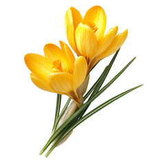 Fototapeta premium Vibrant yellow crocus flower blooming elegantly against a clean transparent background, yellow crocus flower isolated on transparent background