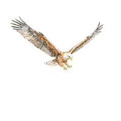 Obraz premium Majestic eagle flying over lush canyon