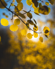 Bright sunlight shines through delicate yellow leaves on a tree branch, capturing the essence of autumn's beauty with a vibrant and serene atmosphere.