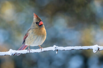 Female cardinal perched on a snow-covered branch