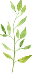 Watercolor Green Leaf Branch Clipart for Botanical and Eco Design