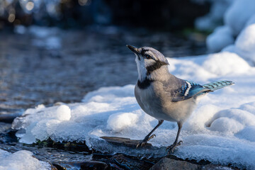 Blue jay drinking from a stream