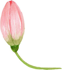 Watercolor Lily Bud Clipart for Botanical and Floral Design"