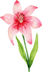 Watercolor Pink Lily Flower Clipart for Floral and Natural Design