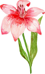 Watercolor Lily with Leaves Clipart for Botanical and Wedding Design