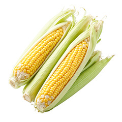 Fresh sweet corn with shiny yellow kernels neatly arranged husks on white background
