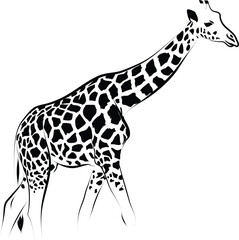Naklejka premium Vintage engraved art of giraffe isolated on white background. Ink sketch illustration. Simple vector art design for t-shirts, prints.