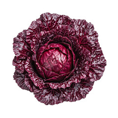Obraz premium Fresh radicchio with dark purple red leaves tightly curled on a white background