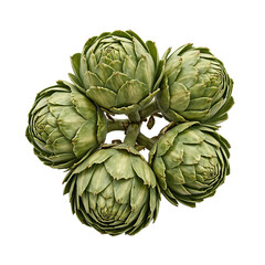 Fresh artichokes with layered green leaves on white background