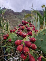 Kaktus Opuntia mit roten Früchten. 
Kaktusfeige Nahaufnahme.