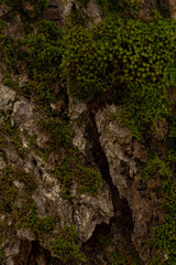 moss on tree