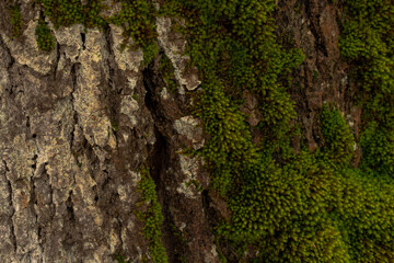 moss on tree