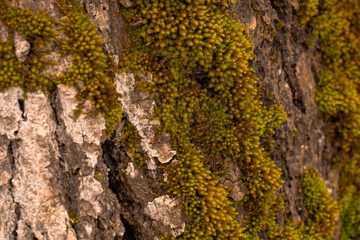 lichen on tree bark