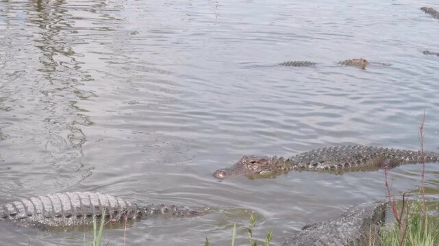 American Alligators in a Pond