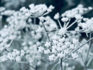 frozen flowers during european winter