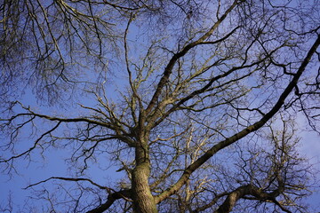 Looking up at the crown of an oak tree in winter