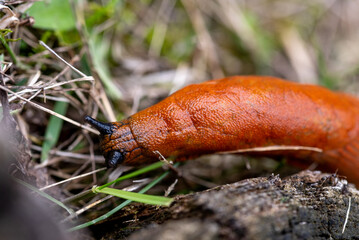 The Spanish slug is an air-breathing land slug.