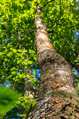 A tree with green leaves and brown bark