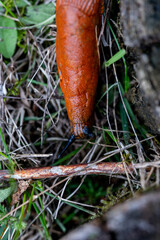 The Spanish slug is an air-breathing land slug.