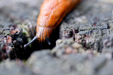 The Spanish slug is an air-breathing land slug.