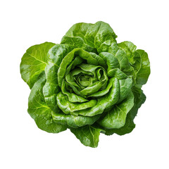 Obraz premium Fresh green lettuce viewed from above on a clean transparent background showcasing its crisp texture and vibrant color, Lettuce top view on transparent background