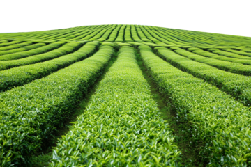 Picturesque tea plantation, cut out