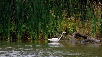 A graceful egret stands by a tranquil water's edge, framed by tall reeds and lush greenery.