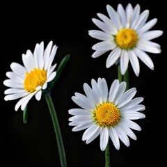 Obraz premium one blooming flower in a peaceful setting